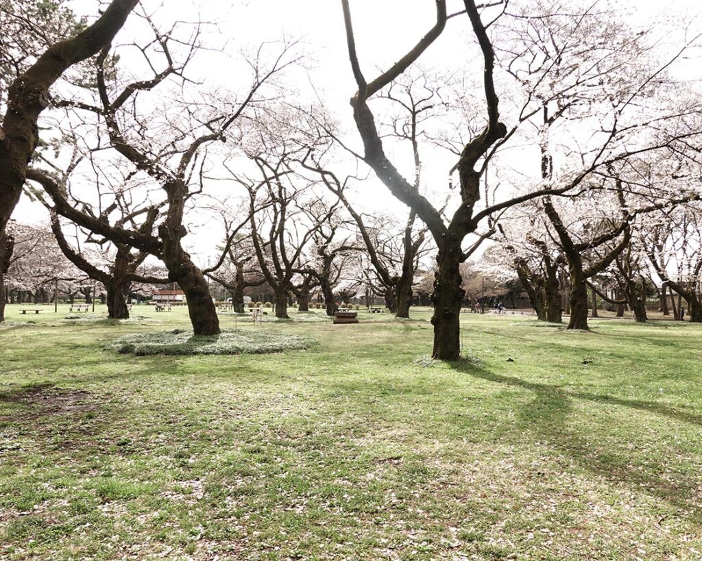 R 18 広大な敷地が広がる小金井公園で 新しいお花見スタイルを考える21 B Pop